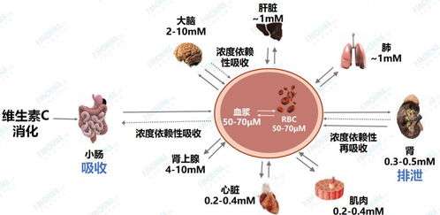 功能医学思维模式下维生素C生理机制探讨